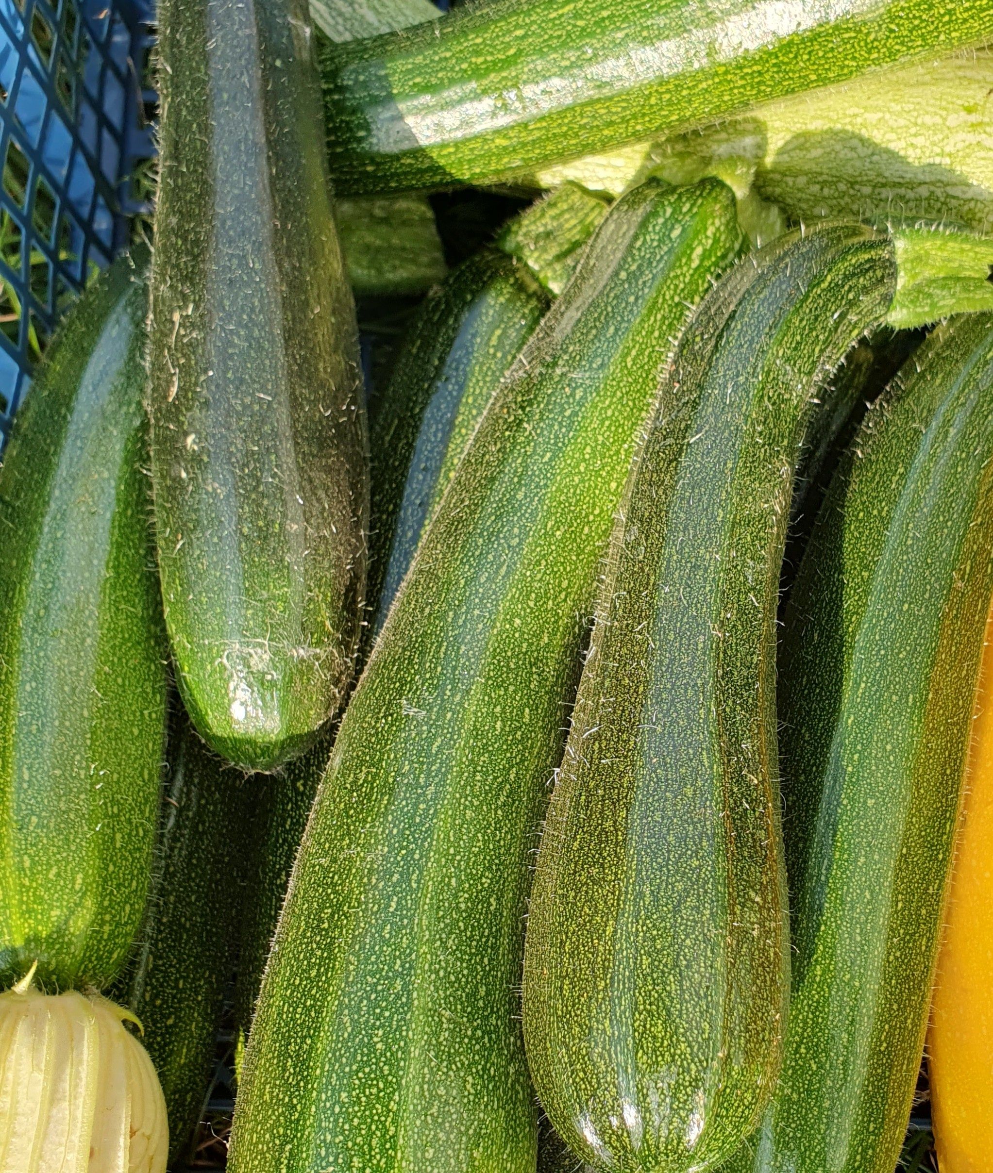 Courgettes