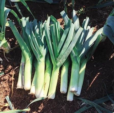 Leeks