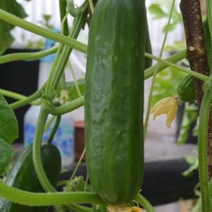 Image of Cucumber Small (Organic) (x1)