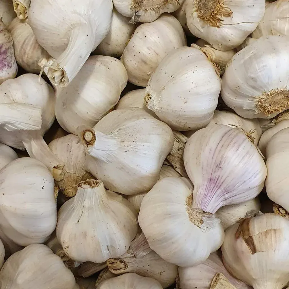 Garlic

