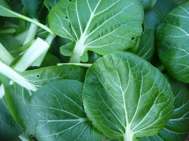 Pak Choi