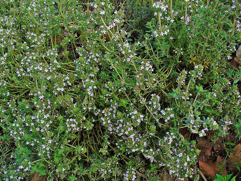 Image of Thyme