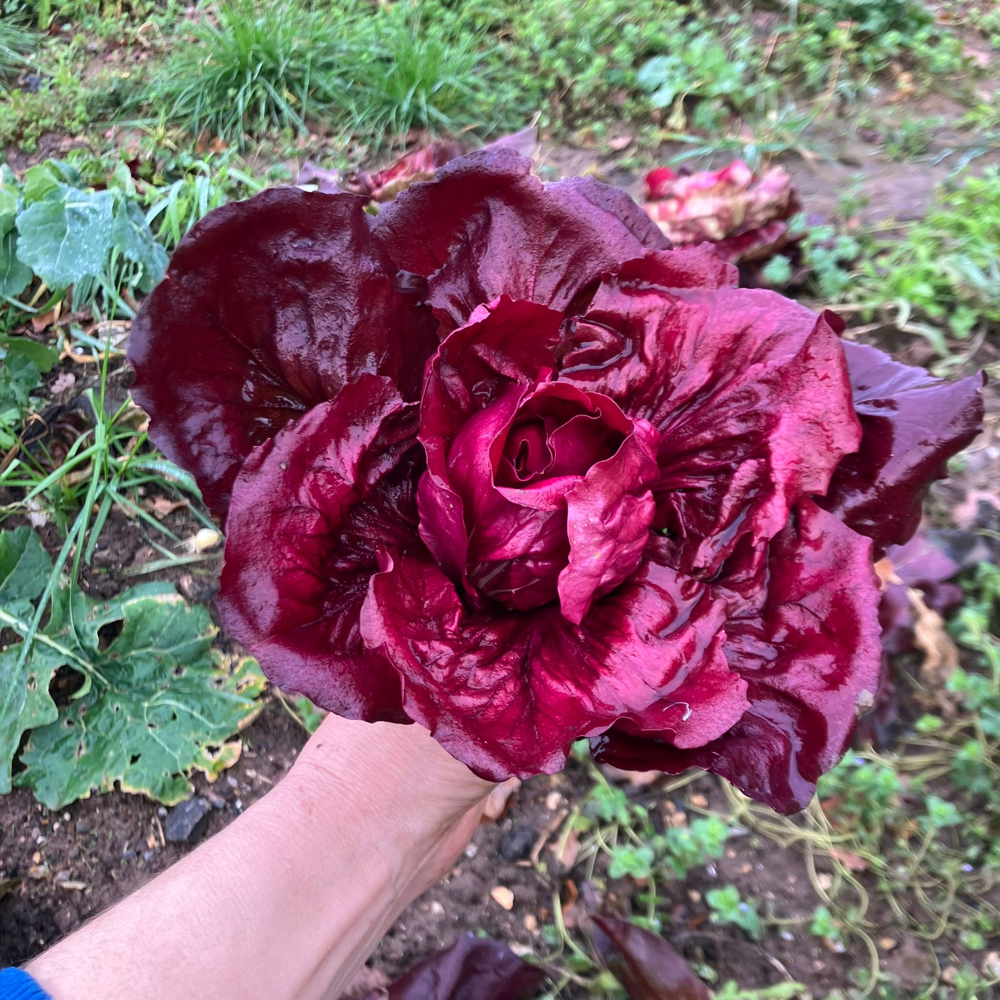 Image of Grilled Radicchio and Kale Salad with Orange and Hazelnuts