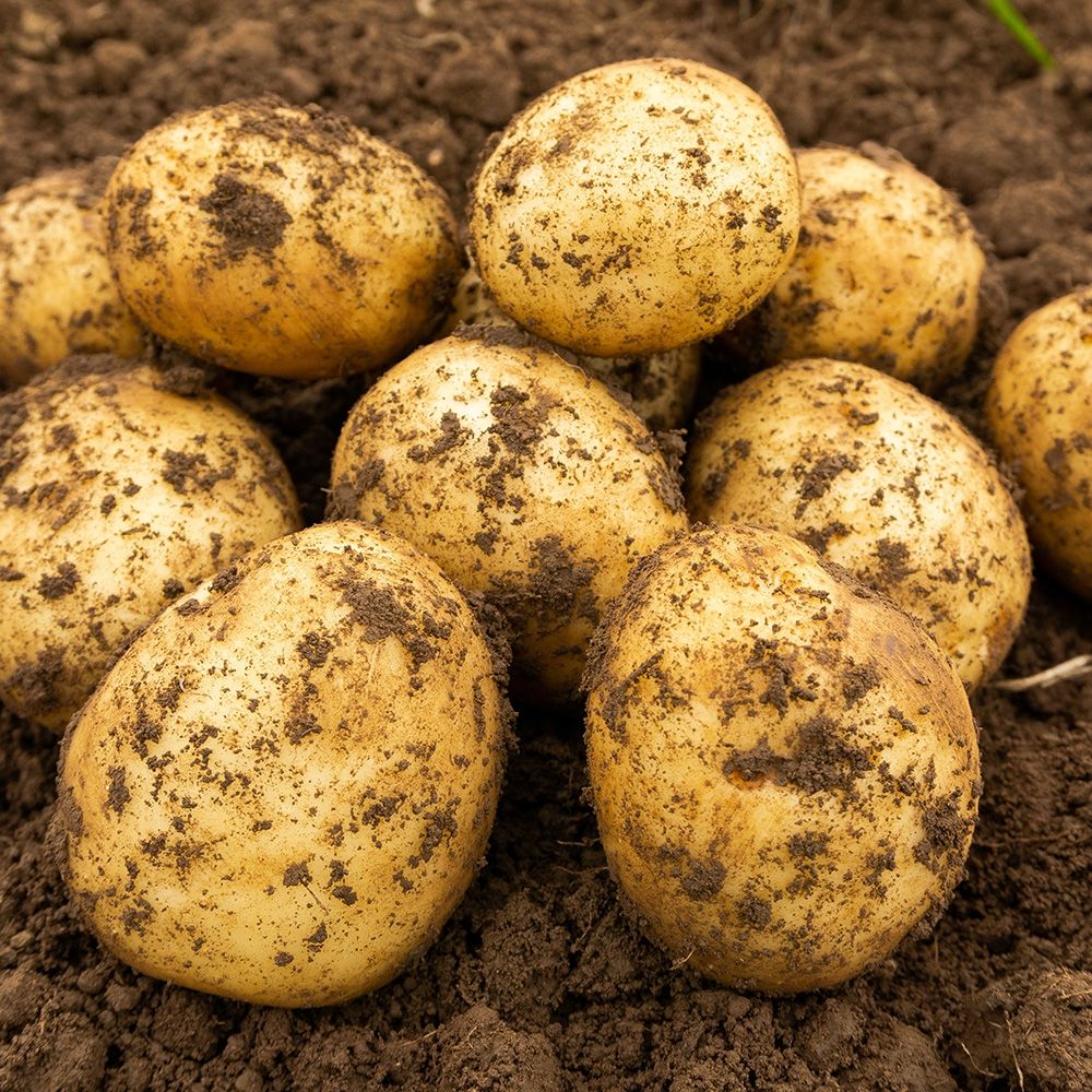 Image of New Potatoes - Charlotte (750g)