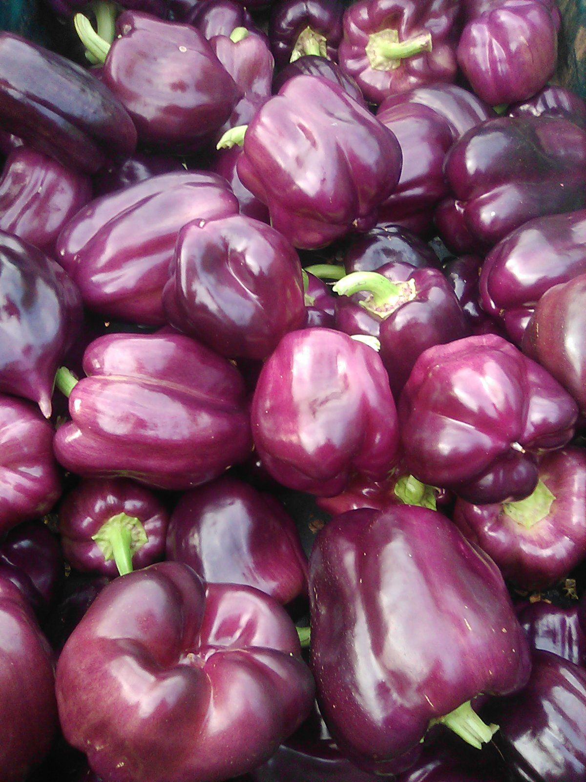 Image of Peppers, mixed colours