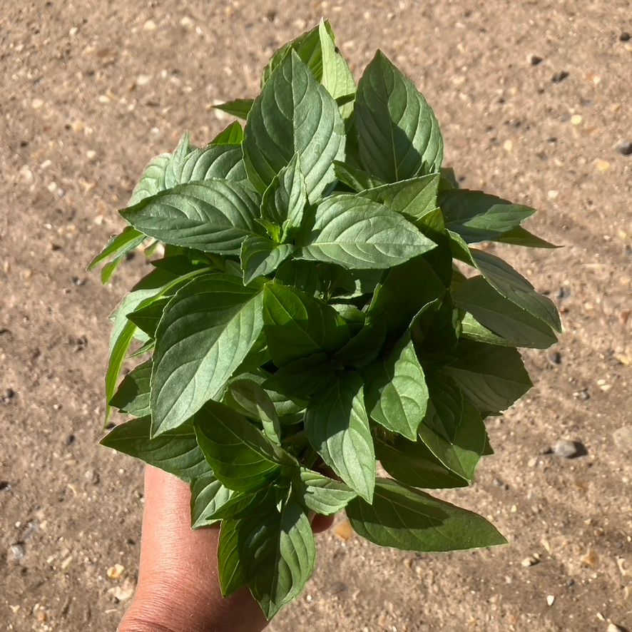 Sweet Dani Basil