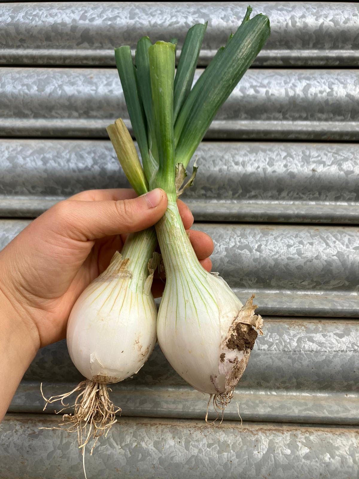 Image of Fresh Tonda Musona Onions
