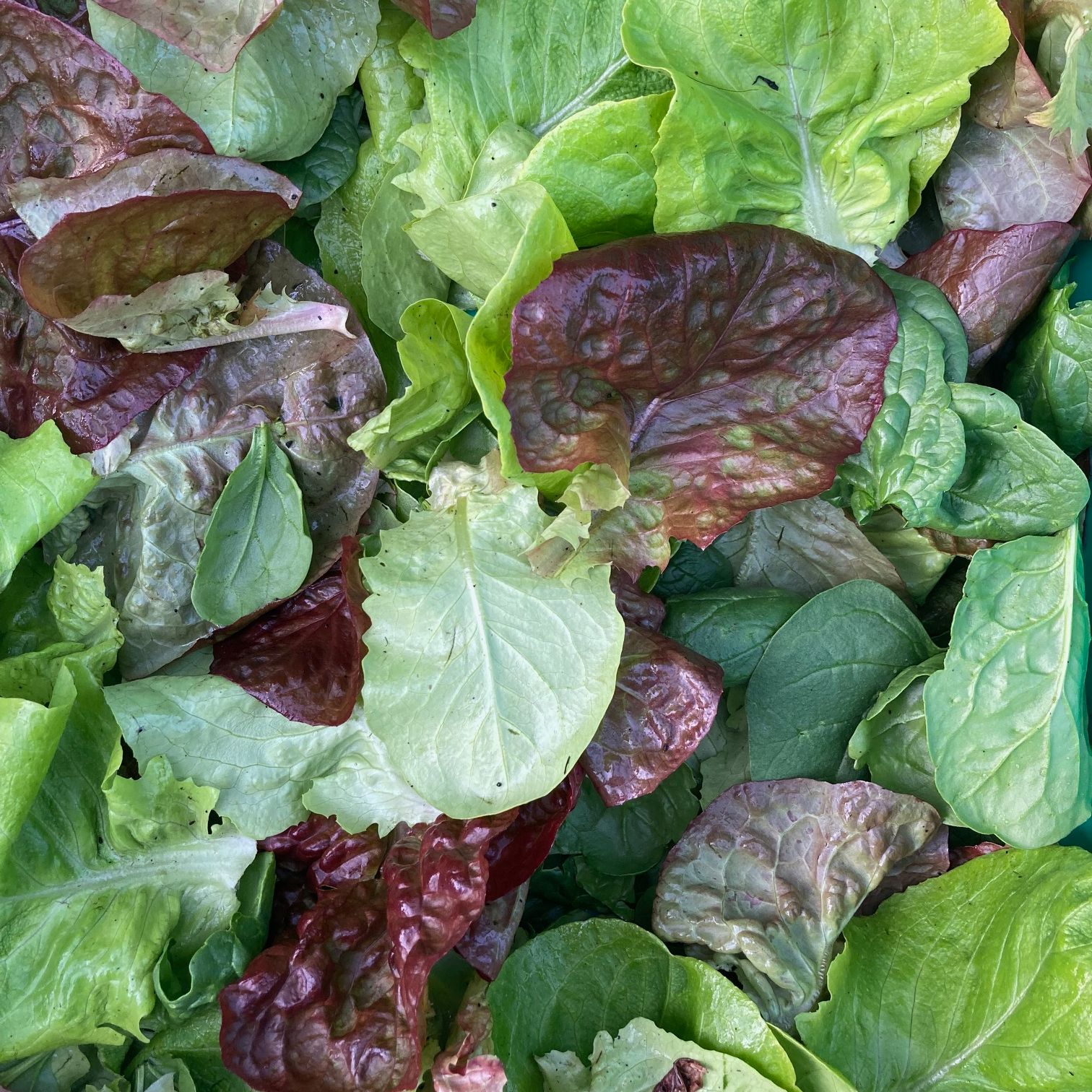 Image of Salad & Herbs