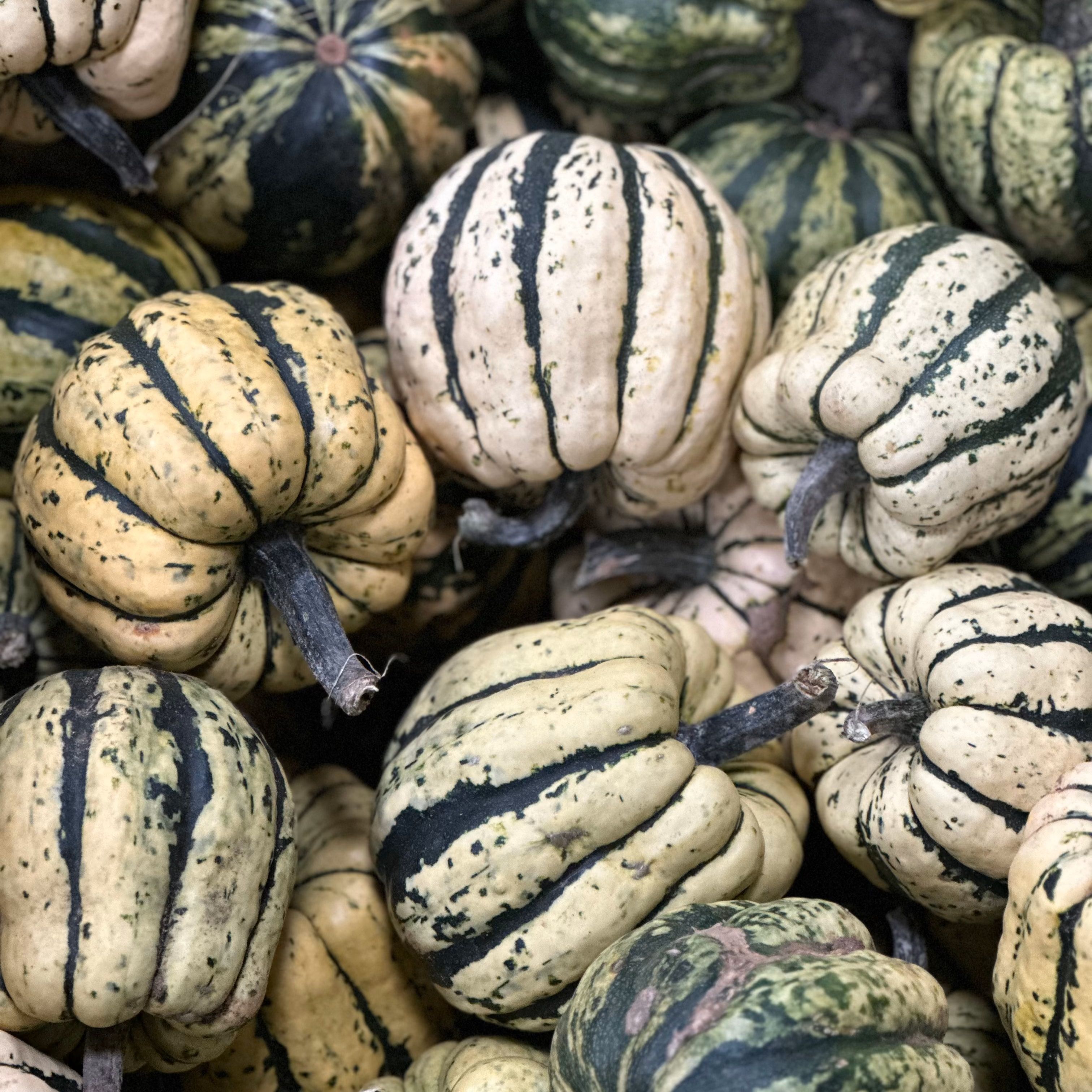 Sweet Dumpling Squash