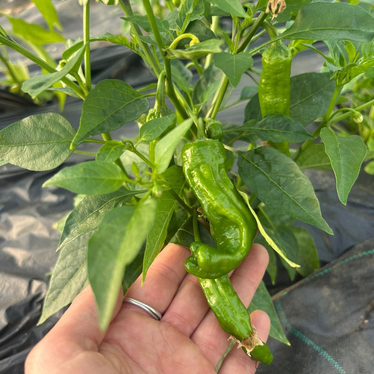 Image of Padrito Sweet Peppers