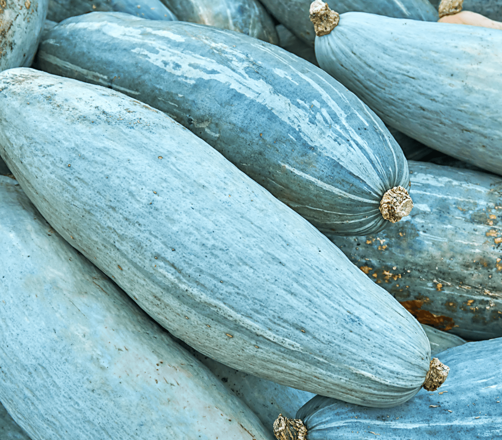 Image of Pumpkin [Blue Banana]