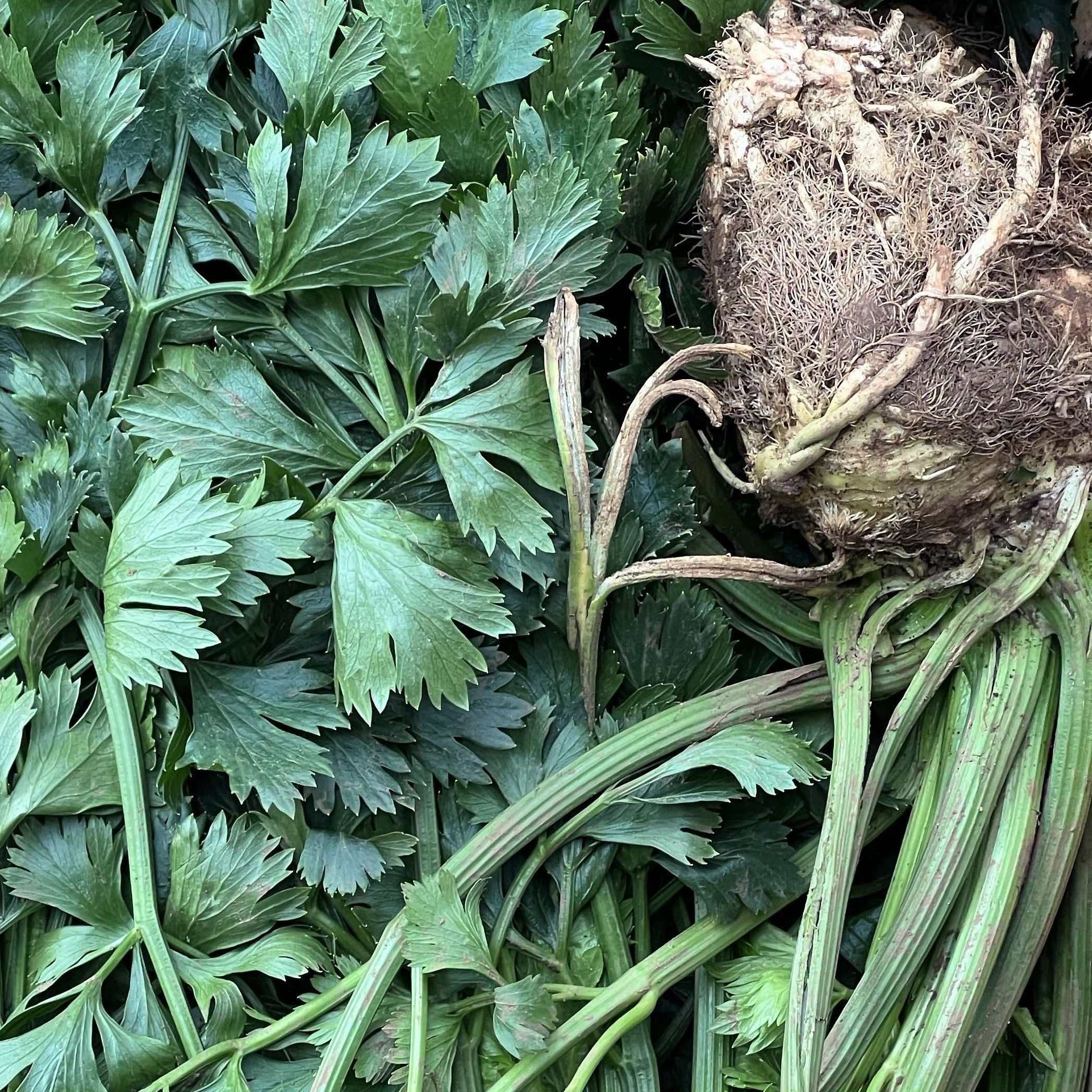Celeriac (with tops)