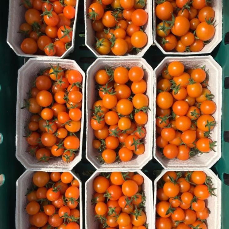Image of Sungold Cherry Tomatoes
