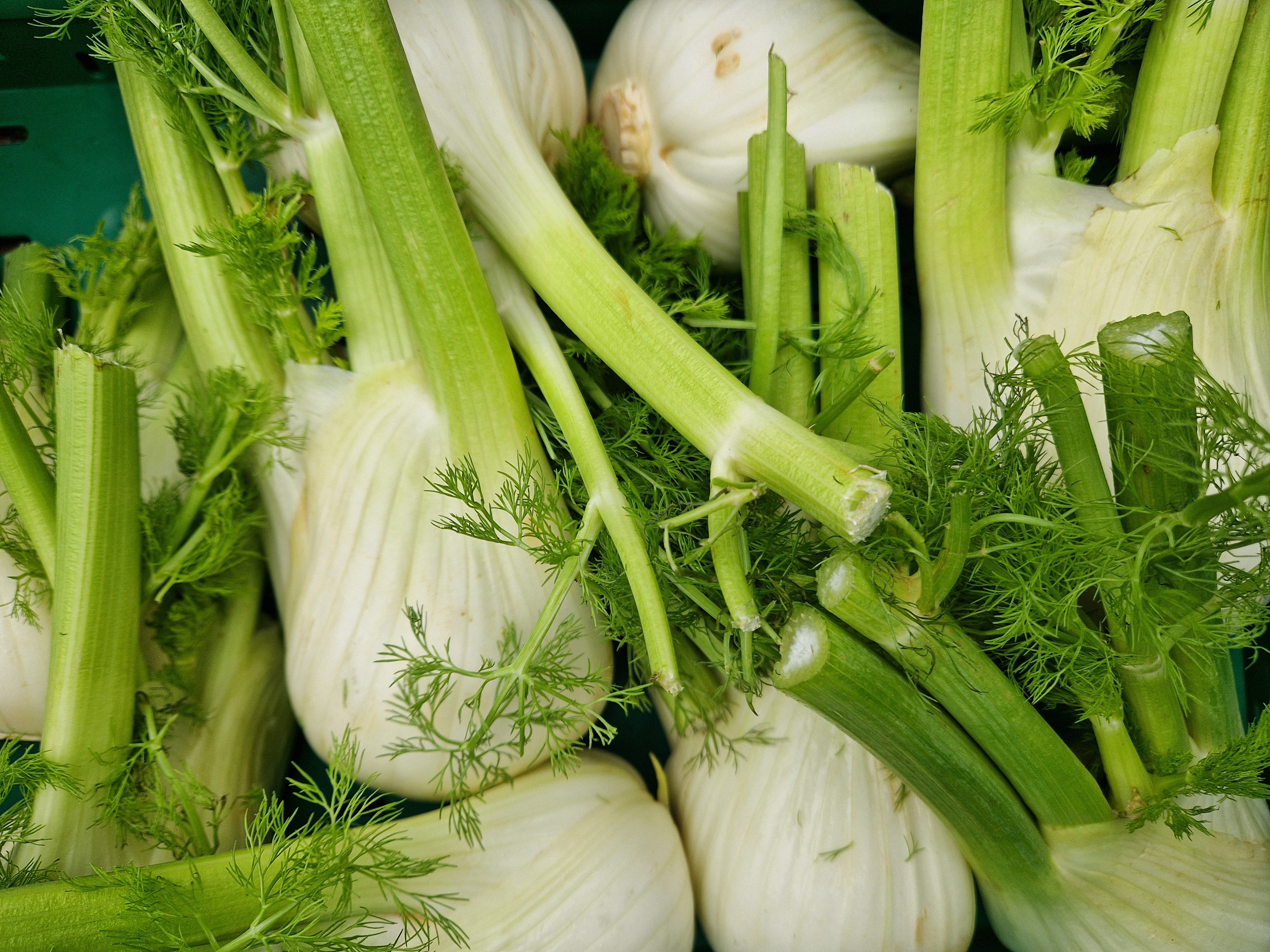 Image of Fennel