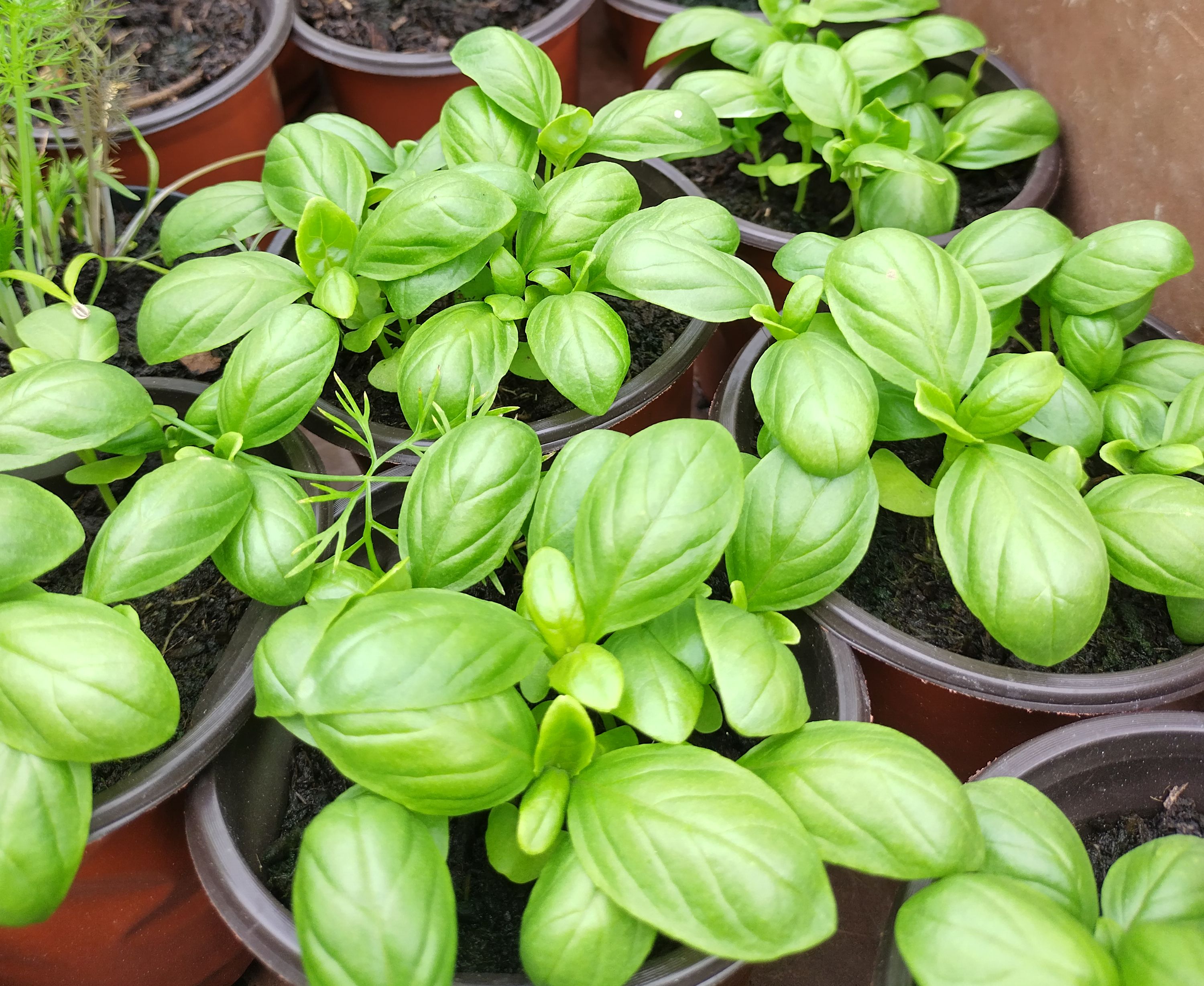 Image of Basil (Genovese) - Plant (Tyn yr Helyg)
