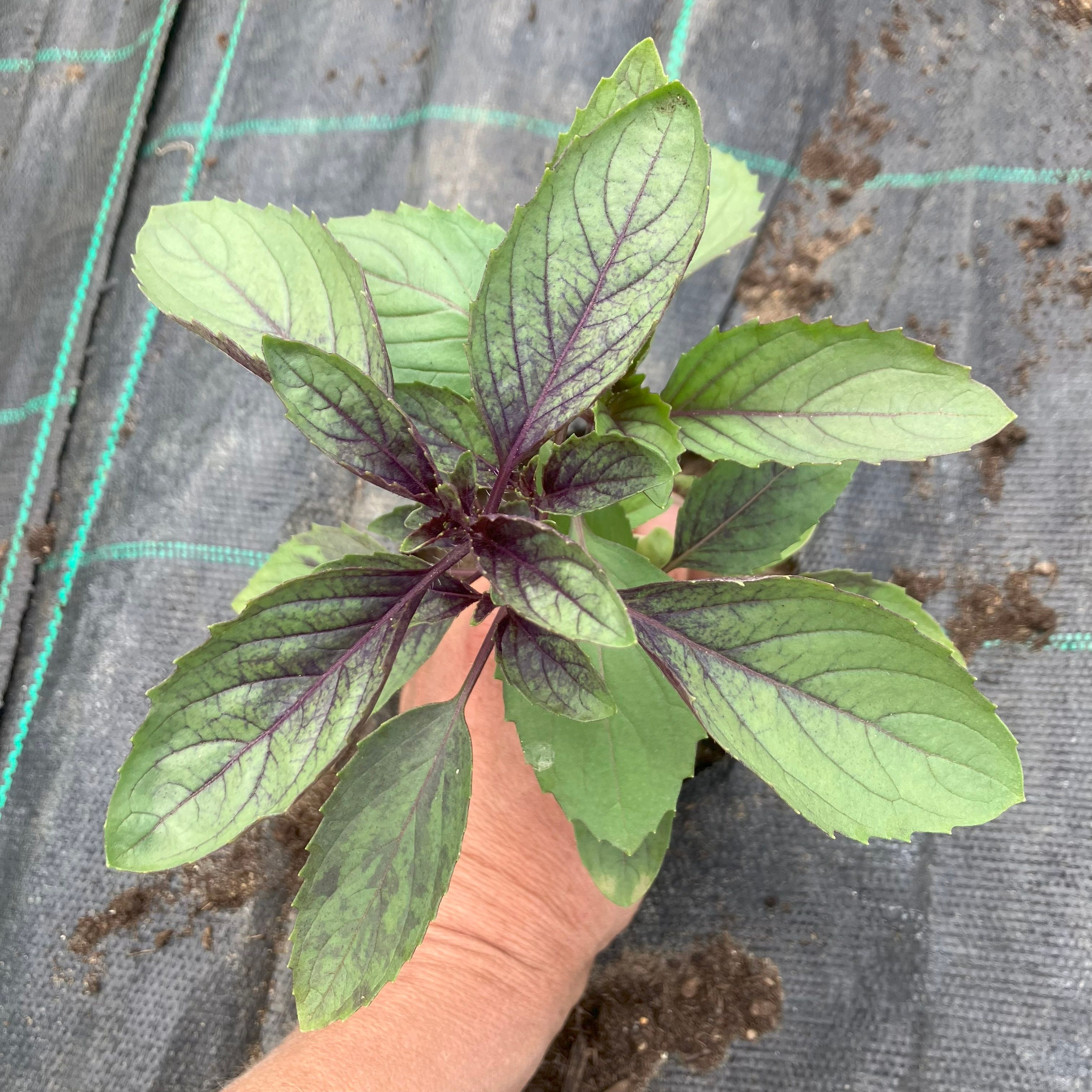 Image of Mystic Vale Basil