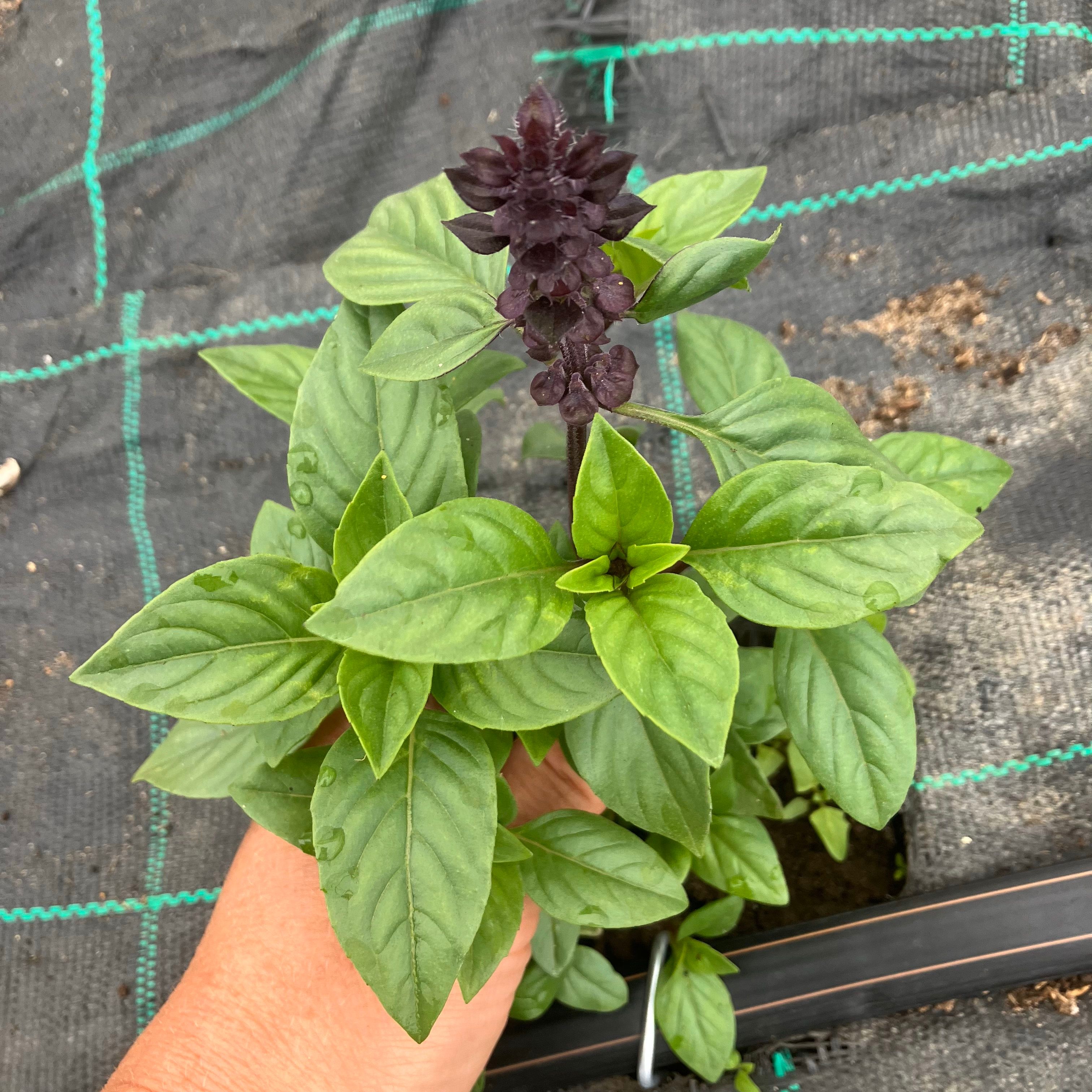 Clove Scented Basil