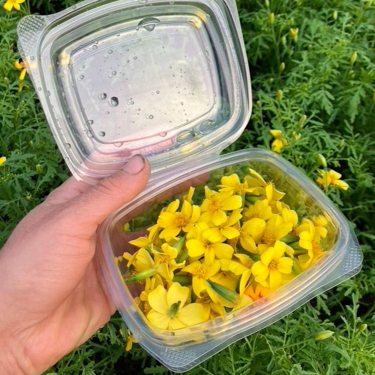Tagetes Flowers