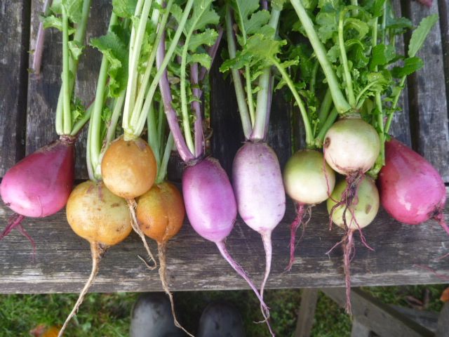 Rainbow Radish